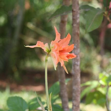 Lush Garden House Near Beaches With Private Pool. Puerto Escondido  Esterno foto