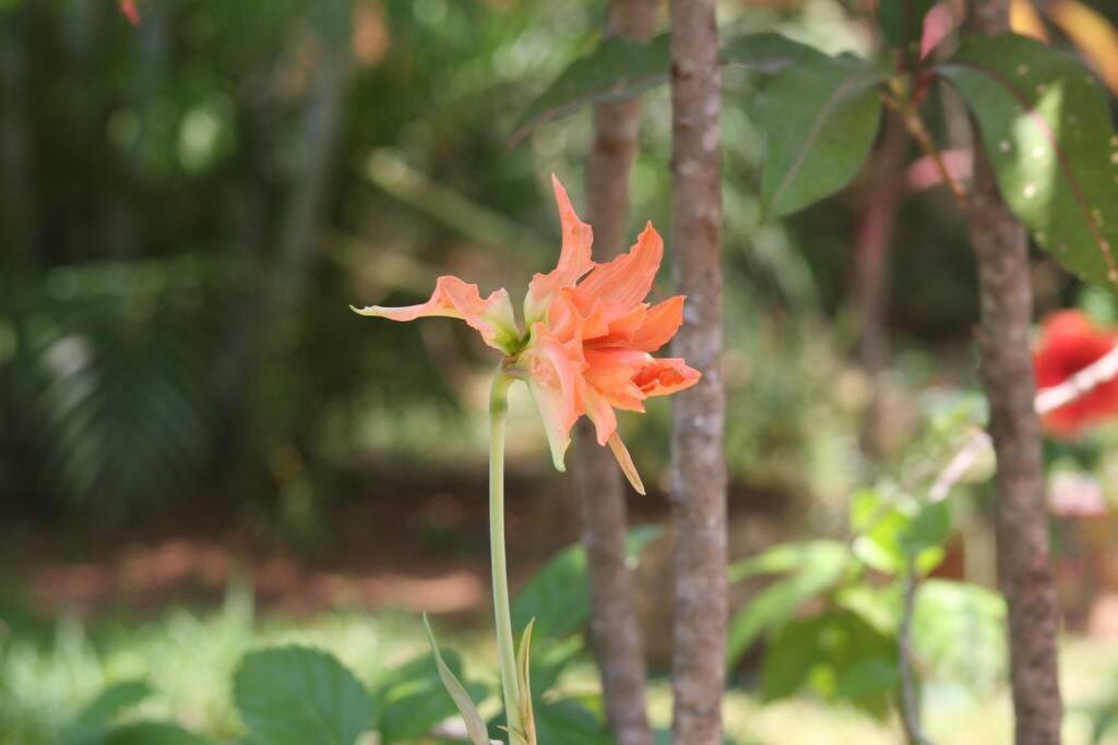 Lush Garden House Near Beaches With Private Pool. Puerto Escondido  Esterno foto